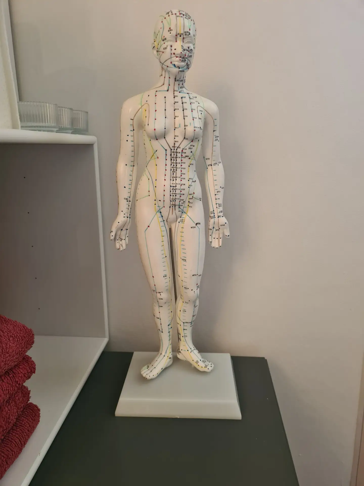 Model med meridianer og zoner i klinikken – zoneterapi på Frederiksberg